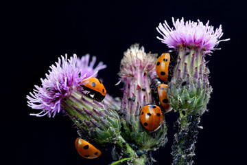 Obraz na płótnie Canvas Ladybirds hunting aphids