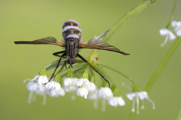 Fly infected with parasitic fungus that turns fly into a zombie