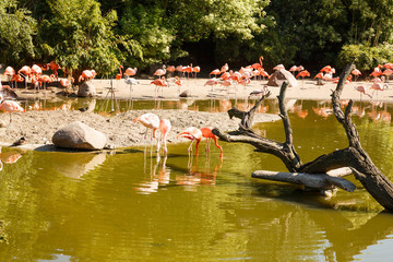 Group of flamingos