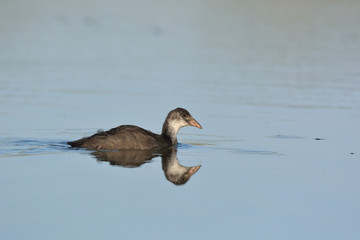 A juvenile Coot - Fulica atra, Crete