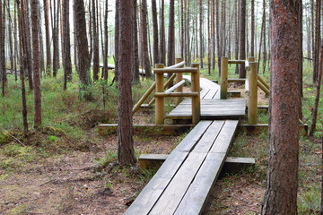 Wooden pathway through pine forest in summer day. Summer nature travel and hiking concept.