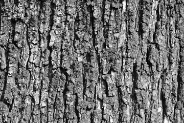 Obraz premium Surface and structure of old grey tree bark as abstract textured nature background. Black and white image.