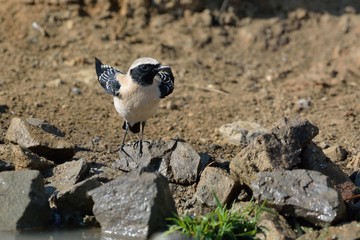 Black-eared Wheatear (Oenanthe hispanica), Crete