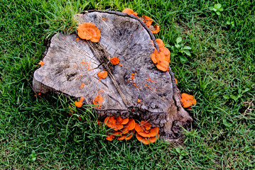 Orange mushroom growth on wood, Pycnoporus cinnabarinus, also known as the cinnabar polypore