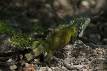 Bonaire