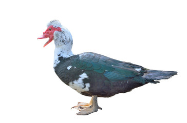 Drake of musk duck 3