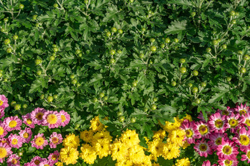 topview flowers texture