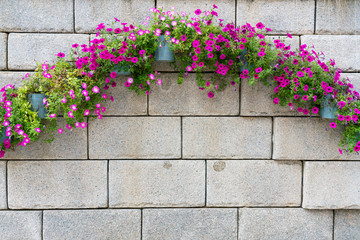 flowers pot on wall.