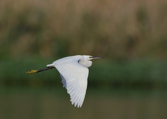 Little Egret (Egretta garzetta), Greece