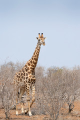 Giraffe (Giraffa camelopardalis) walking in bush, Kruger National Park, South Africa.