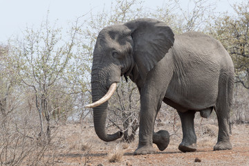 African Elephant (Loxodonta africana), big bull, walking, Kruger national park, South Africa.