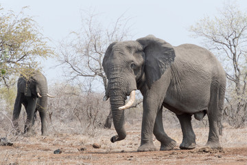 Fototapeta na wymiar African Elephant (Loxodonta africana), big bull, walking, Kruger national park, South Africa.