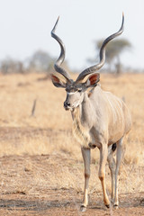 Naklejka na ściany i meble Greater kudu (Tragelaphus strepsiceros), male walking in the savannah, Kruger national park, South Afroca.