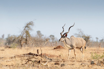 Greater kudu (Tragelaphus strepsiceros), male walking in the savannah, Kruger national park, South Afroca.
