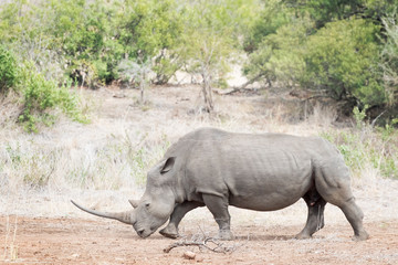 Fototapeta premium Nosorożec biały (Ceratotherium simun), jedzenie, Park Narodowy Krugera, RPA