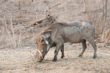 Warthog (Phacochoerus aethiopicus) foraging, Kruger National Park, South Africa