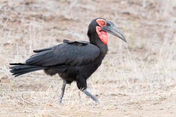 Southern Ground-hornbill (Bucorvus leadbeateri), Kruger National Park, South Africa