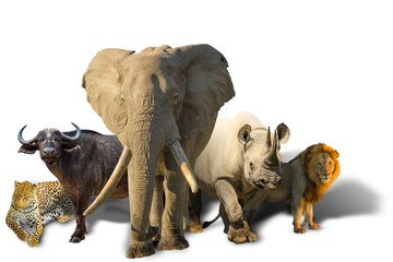 African safari with Big Five isolated on white background: Leopard, Buffalo, Elephant, Black Rhino...