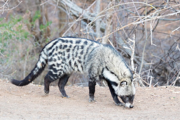 Afrcican civet (Civettictis civetta) foraging during the daytime. Kruger National Park, South Africa