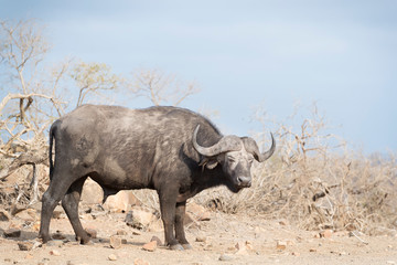 Obraz premium African buffalo or Cape Buffalo (Syncerus caffer). Kruger National Park. Mpumalanga. South Africa