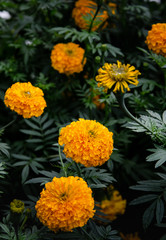 Marigold flower or Paper flower in garden