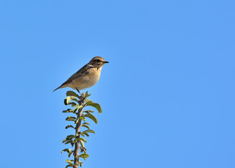 Whinchat - Saxicola rubetra, Crete, Greece