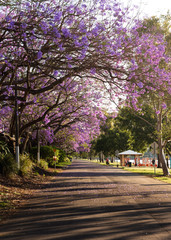 Walking path under jacaranda trees in the Brisbane suburb of West End