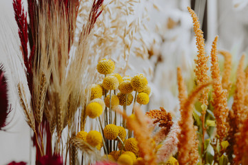 Closeup of various dried yellow flowers - Powered by Adobe