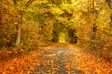 Beautiful, colorful autumn road. Pomerania, Poland 