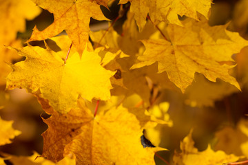 Fototapeta na wymiar Branch of yellow autumn tree.Fall leaves background.