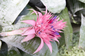 aechmea fasciata