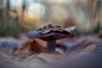 Clitocybe nuda (wood blewit, lepista nuda) 