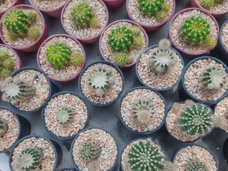 Cacti and succulents  in the garden.Cactus is beautiful plant.