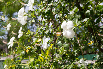 White Hibiscus Flower
