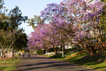 Walking path under jacaranda trees in the Brisbane suburb of West End - obrazy, fototapety, plakaty
