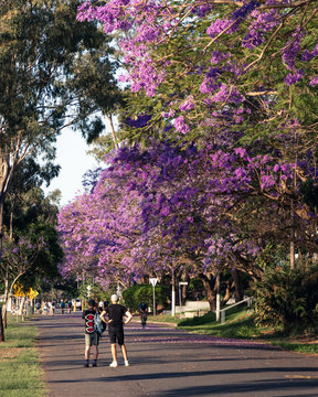 People stop to admire blooming jacaranda trees in the Brisbane suburb of West End