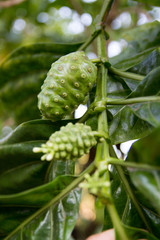 Morinda Fruit