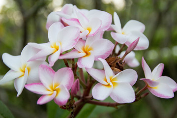 Plumeria Flowers