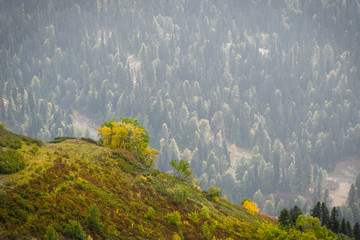 Landscape of lonely tree with misty forest background