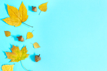 Beautiful colorful autumn leaves and acorns on blue background 
