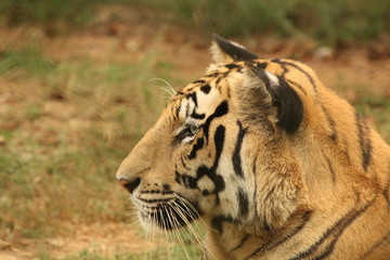bengal tiger face