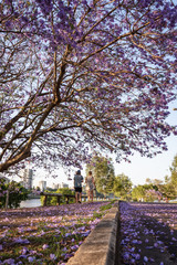 A couple enjoy a walk underneath blooming jacaranda flowers on a Saturday afternoon