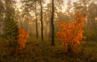 walk in the autumn forest. Sun rays. autumn colors. fog