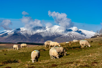 Fototapeta na wymiar Herd of Sheep on a Sunday day in the Lake District National Park with snow covered mountains
