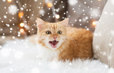 pets, christmas, winter and hygge concept - red tabby cat mewing on sheepskin at home over snow