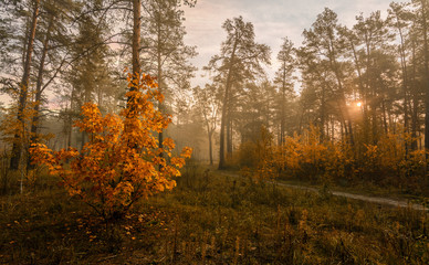 walk in the autumn forest. Sun rays. autumn colors. fog