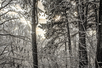 walk in the snowy woods. snow. winter. coldly.