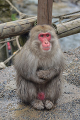 Naklejka premium onsen momkeys in Japan