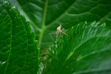 カマキリの幼虫と紫陽花の葉