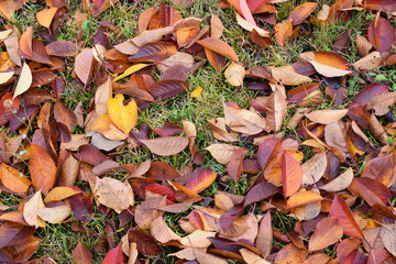 Fallen autumn leaves on the grass under the trees.